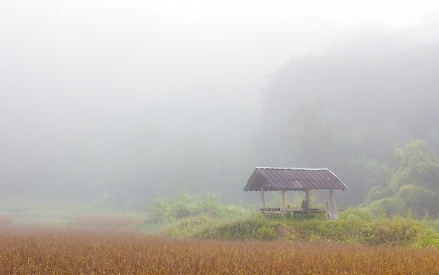 포토 JPG 해외이미지 나무 계절 실루엣 백그라운드 밭 농업 오렌지 하늘 아침 풍경 사람없음 야외 컬러풀 햇빛 태양 일출 환경 맑음 침묵 일몰 새벽 활발 안개 가을 나뭇가지 시골 땅 그림 장면 내추럴 강렬 뿌연 평야 혼자 해외포토 주간 자연요소 식물 산업 컬러 컨셉 과일 자연 날씨 촬영기법 노을 소리 파일형식 이미지허브