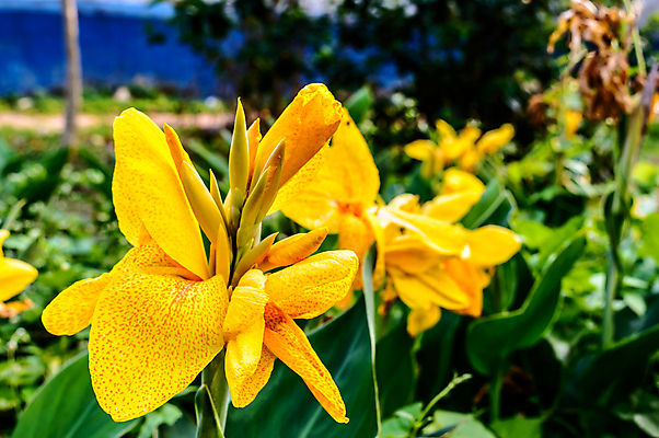 포토 JPG 해외이미지 식물 계절 꽃잎 꽃 백그라운드 자연 해바라기 사람없음 야외 초록색 물 여름 컬러풀 뷰티 노란색 봄 벚꽃 신선 백합 화단 꽃가루 수선화 꽃수술 노란배경 보호구역 해외포토 자연요소 컬러 가루 생태계 구역 파일형식 이미지허브