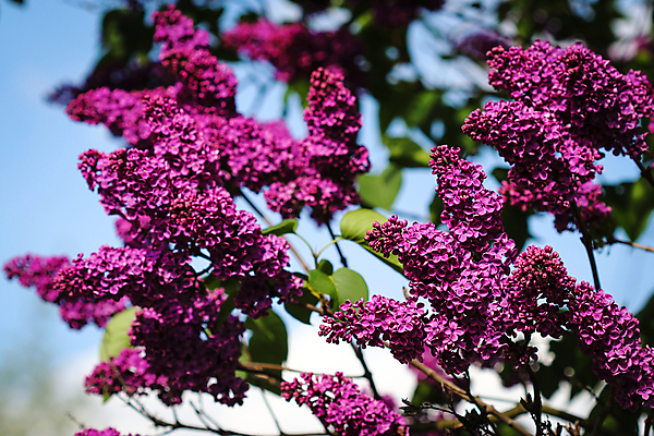 포토 JPG 해외이미지 식물 계절 꽃잎 꽃 백그라운드 잎 꽃무늬 자연 사람없음 야외 여름 정원 보라색 봄 성장 벚꽃 나뭇가지 신선 개화 5월 다발 제비꽃 원예 향기 냄새 라일락 내추럴 꽃수술 카피스페이스 해외포토 나무 컬러 무늬 취미 공백 날짜 생태계 파일형식 이미지허브