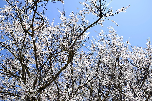 포토 JPG 해외이미지 나무 식물 디자인 계절 공원 꽃잎 꽃 분홍색 백그라운드 자연 사람없음 야외 여름 뷰티 우주 환경 정원 맑음 봄 성장 벚꽃 흰색 나뭇가지 신선 투명 개화 닫기 4월 5월 순수 원예 아로마 내추럴 블러 살구 해외포토 공공시설 컬러 컨셉 과일 모션 날씨 취미 날짜 생태계 파일형식 이미지허브
