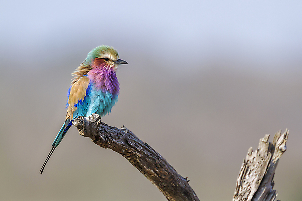 포토 JPG 해외이미지 동물 야생동물 아프리카 자연 조류 국립공원 사람없음 가로 관광지 컬러풀 보호 사파리 롤러 라일락 남아프리카 보츠와나 보호구역 해외포토 공원 꽃 나라 컬러 여행 컨셉 생태계 구역 파일형식 이미지허브