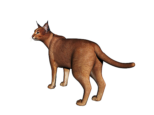 포토 JPG 해외이미지 유럽 사람없음 그래픽 갈색 고양이 미국 점 위험 꼬리 육식동물 스라소니 해외포토 동물 나라 컬러 컨셉 북아메리카 포유류 반려동물 파일형식 이미지허브