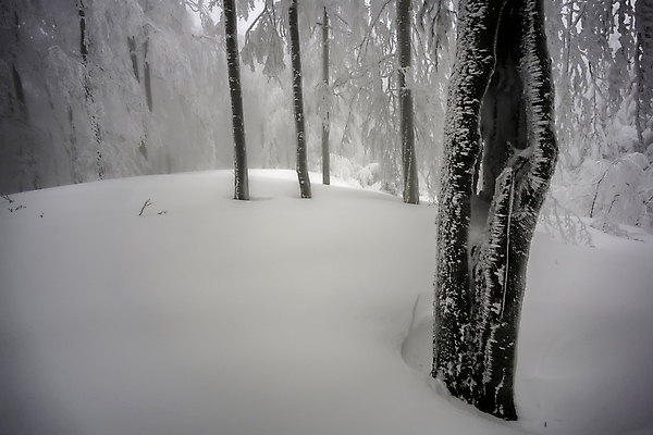 포토 JPG 해외이미지 나무 계절 공원 백그라운드 겨울 자연 날씨 풍경 사람없음 야외 목재 뷰티 환경 냉동 얼음 추위 안개 흰색 나뭇가지 신선 숲 시원함 서리 장면 내추럴 뿌연 삼림지대 폭설 눈내림 해외포토 자연요소 식물 공공시설 컬러 재료 눈_날씨 자연재해 생태계 파일형식 이미지허브