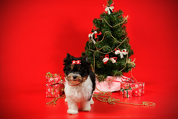 포토 JPG 해외이미지 나무 동물 1 행복 새끼 백그라운드 크리스마스 공 휴가 새로움 털 미소 사람없음 장식 빨간색 반려동물 산타클로스 귀여움 검은색 거울 흰색 개 달콤 강아지 작음 샴페인 요크셔테리어 테리어 연도 사진사 활 솜털 송곳니 기르기 비버 삼색 해외포토 식물 기념일 감정 컬러 컨셉 포유류 주류 표정 맛 치아 크기 작가 돌봄 파일형식 이미지허브