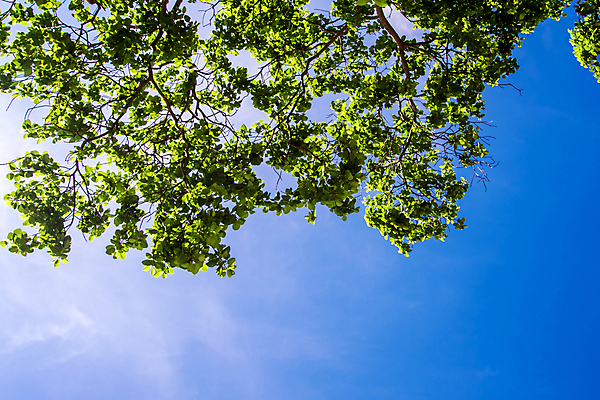 포토 JPG 해외이미지 나무 식물 계절 백그라운드 잎 자연 하늘 사람없음 야외 초록색 파란색 햇빛 태양 노란색 우주 나뭇가지 신선 숲 아래 장면 무화과 해외포토 자연요소 컬러 과일 방향 생태계 위치 파일형식 이미지허브