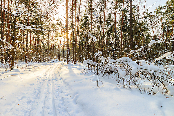 포토 JPG 해외이미지 나무 계절 여행 백그라운드 크리스마스 겨울 패턴 자연 하늘 휴가 파노라마 풍경 사람없음 야외 빛 햇빛 뷰티 일출 냉동 얼음 일몰 봄 추위 덮개 가을 흰색 신선 소나무 저녁 숲 12월 11월 서리 장면 1월 내추럴 2월 선로 해외포토 자연요소 식물 기념일 컬러 무늬 촬영기법 태양 노을 뚜껑 날짜 야간 생태계 파일형식 이미지허브