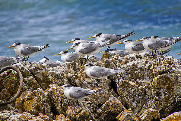 포토 JPG 해외이미지 동물 야생동물 날개 아프리카 자연 조류 사람없음 초록색 환경 다양 보호 깃털 생태계 생물학 부리 서식지 대서양 남아프리카 동물상 무료 보호구역 생태학 해외포토 교육 나라 바다 컬러 다수 컨셉 조형물 구역 파일형식 이미지허브