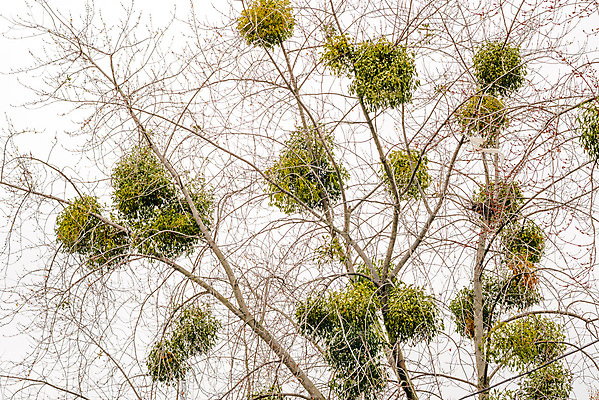 포토 JPG 해외이미지 나무 식물 전통 계절 열매 백그라운드 잎 크리스마스 겨울 자연 휴가 사람없음 장식 초록색 흰색 나뭇가지 축하 신선 12월 앨범 다발 심볼 내추럴 해외포토 기념일 컬러 컨셉 날짜 생태계 파일형식 이미지허브