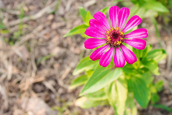 포토 JPG 해외이미지 식물 계절 공원 꽃잎 꽃 행복 꽃다발 백그라운드 잎 꽃무늬 자연 사람없음 야외 장식 컬러풀 뷰티 정원 봄 벚꽃 인사 신선 달콤 꽃가루 내추럴 강렬 해외포토 공공시설 감정 컬러 무늬 예절 맛 가루 생태계 파일형식 이미지허브