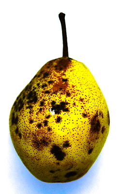 포토 JPG 해외이미지 음식 백그라운드 농업 다이어트 과일 자연 함께함 건강 사람없음 노란색 검은색 흰색 신선 최고 달콤 맛 오브젝트 상쾌 유기농 날것 내추럴 고립 숙성 영양분 채식주의자 차단 해외포토 웰빙 감정 산업 컬러 컨셉 생태계 채식 파일형식 이미지허브