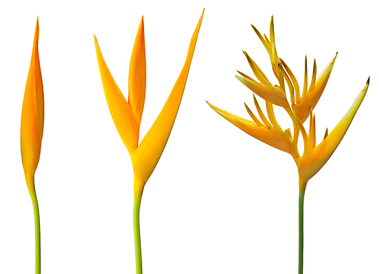 포토 JPG 해외이미지 식물 꽃잎 꽃 백그라운드 꽃무늬 오렌지 자연 사람없음 빨간색 초록색 컬러풀 뷰티 노란색 정원 벚꽃 흰색 열대우림 고립 이국적 잉꼬 해외포토 컬러 무늬 과일 숲 생태계 파일형식 이미지허브