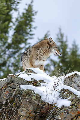 포토 JPG 해외이미지 나무 동물 야생동물 음식 캐나다 겨울 포유류 가족 자연 생물 털 사람없음 초록색 걷기 미국 회색 코트 개 먹이 모피 꼬리 사냥 육식동물 팩 사냥꾼 늑대 송곳니 내추럴 해외포토 식물 직업 계절 컬러 북아메리카 관계 모션 화장품 외투 치아 생태계 파일형식 이미지허브