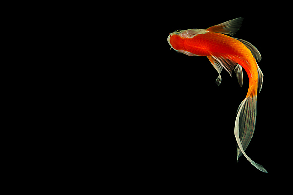 포토 JPG 해외이미지 동물 바다 오렌지 자연 어류 사람없음 반려동물 흰색 투명 황금 싱글 꼬리 금붕어 심플 수족관 혜성 혼자 해외포토 별 컬러 과일 수중동물 생태계 파일형식 이미지허브