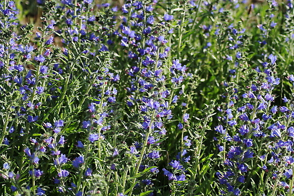 포토 JPG 해외이미지 식물 꽃 백그라운드 밭 가족 추상 사람 앉기 사람없음 야외 초록색 파란색 사무실 정원 보라색 봄 방 들꽃 닫기 숲 큼 브로콜리 라벤더 고립 해외포토 계절 컬러 무늬 농업 채소 비즈니스 관계 모션 크기 허브 파일형식 이미지허브