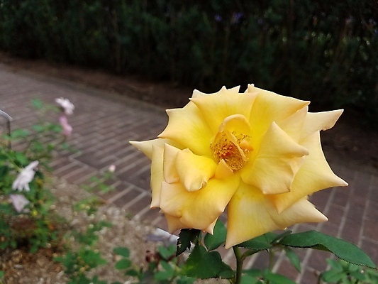 포토 JPG 해외이미지 식물 꽃잎 꽃 잎 자연 사람없음 야외 초록색 장미 노란색 벚꽃 가시 해외포토 컬러 생태계 파일형식 이미지허브