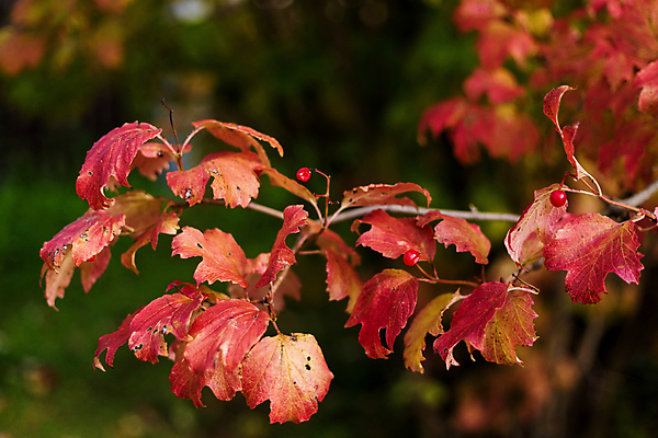 포토 JPG 해외이미지 나무 식물 계절 열매 백그라운드 잎 오렌지 자연 건강 사람없음 야외 장식 빨간색 초록색 컬러풀 뷰티 장미 정원 수확 가을 나뭇가지 닫기 다발 유기농 건포도 숙성 카피스페이스 해외포토 웰빙 꽃 컬러 농업 과일 모션 포도 공백 생태계 건과일 파일형식 이미지허브