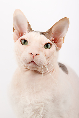 포토 JPG 해외이미지 한마리 응시 얼굴 실내 근접촬영 사람없음 반려동물 귀여움 고양이 흰배경 스핑크스고양이 반려묘 해외포토 동물 1 시선 뷰포인트 백그라운드 컨셉 포유류 내부 신체부위 흰색 파일형식 이미지허브
