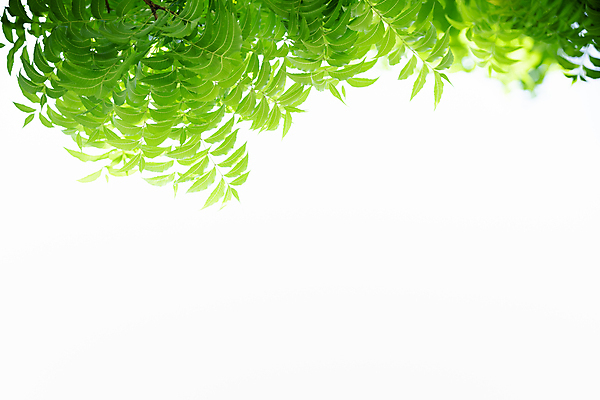 포토 JPG 해외이미지 백그라운드 잎 자연 벽지 사람없음 초록색 흰색 해외포토 식물 컬러 생태계 파일형식 이미지허브