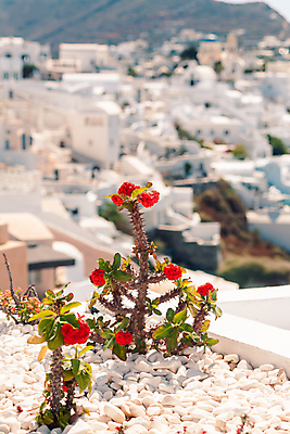 포토 JPG 해외이미지 백그라운드 주택 사람없음 건물 아웃포커스 장식 마을 그리스 휴양지 산토리니 해외포토 건축물 유럽 촬영기법 장소 파일형식 이미지허브