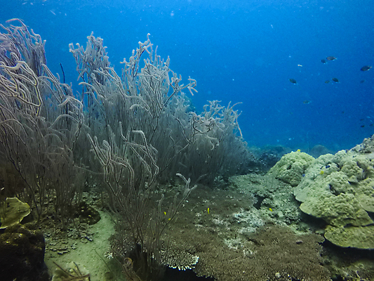 포토 JPG 해외이미지 동물 야생동물 바다 여행 백그라운드 학교 태국 자연 어류 풍경 사람없음 빨간색 물 파란색 컬러풀 수중 산호 큼 아래 다이빙 암초 수족관 내추럴 깊이 이국적 해외포토 자연요소 교육 아시아 컬러 수영 수중동물 자포동물 크기 방향 생태계 위치 수중스포츠 파일형식 이미지허브