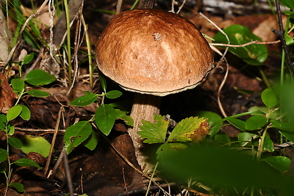 포토 JPG 해외이미지 식물 자연 씨앗 사람없음 뷰티 버섯 가을 숲 유기농 그리너리 해외포토 웰빙 계절 생태계 파일형식 트랜드컬러 이미지허브