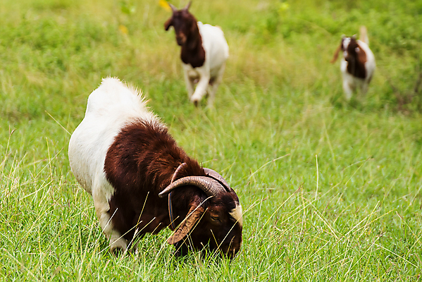 포토 JPG 해외이미지 동물 행복 백그라운드 밭 농업 포유류 태국 자연 염소 사람없음 야외 초록색 컬러풀 뷰티 농장 농경지 걷기 마을 환경 가축 목장 농촌 시골 신선 그룹 양치기 군중 방목 땅 먹기 내추럴 밭일 수유 찰과상 해외포토 직업 감정 산업 아시아 컬러 모션 사람 축산업 상처 생태계 파일형식 이미지허브