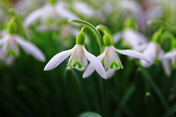 포토 JPG 해외이미지 꽃잎 꽃 잎 사람없음 아웃포커스 개화 블러 스노드롭 해외포토 식물 촬영기법 파일형식 이미지허브