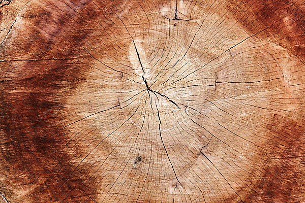 포토 JPG 해외이미지 모양 나무 선 백그라운드 십자가 패턴 부분 자연 표면 추상 사람없음 목재 갈색 에너지 반지 원형 거친 균열 횡단보도 낟알 자르기 연도 질감 통나무 잡동사니 내추럴 수목 옛날 노화 해외포토 도형 식물 컬러 컨셉 무늬 재료 장신구 모션 보행로 생태계 파일형식 이미지허브