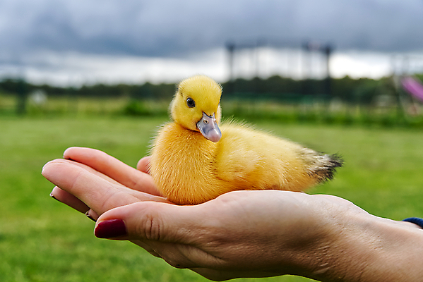 포토 JPG 해외이미지 동물 손 행복 야생동물 어린이 백그라운드 농업 날개 자연 조류 새로움 오리 병아리 사람없음 초록색 반려동물 뷰티 농장 노란색 봄 기쁨 아기 신생아 작음 부리 부드러움 솜털 해외포토 계절 감정 산업 컬러 컨셉 사람 신체부위 감각 크기 생태계 파일형식 이미지허브