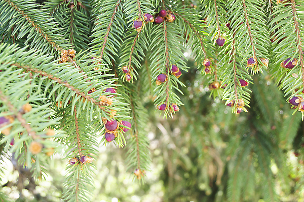 포토 JPG 해외이미지 나무 식물 계절 공원 백그라운드 자연 새로움 사람없음 야외 목재 장식 초록색 컬러풀 뷰티 환경 정원 보라색 봄 성장 나뭇가지 신선 우아함 닫기 숲 제비꽃 상록수 침엽수 전나무 원뿔 라일락 내추럴 삼림지대 처음 가문비나무 전경 해외포토 도형 공공시설 꽃 컬러 컨셉 재료 모션 풍경 생태계 파일형식 탑뷰 이미지허브