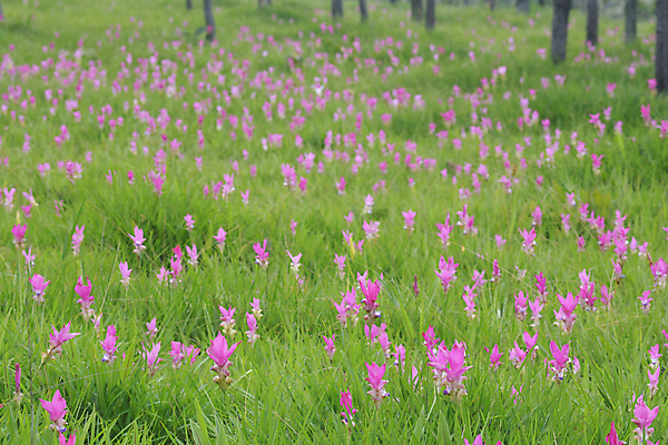 포토 JPG 해외이미지 나무 식물 계절 공원 꽃 아시아 줄기 분홍색 여행 백그라운드 잎 꽃무늬 밭 태국 자연 산 풍경 사람없음 초록색 컬러풀 뷰티 귀여움 정원 보라색 봄 튤립 안개 벚꽃 신선 정상 언덕 내추럴 해외포토 공공시설 나라 컬러 컨셉 무늬 농업 날씨 생태계 파일형식 이미지허브
