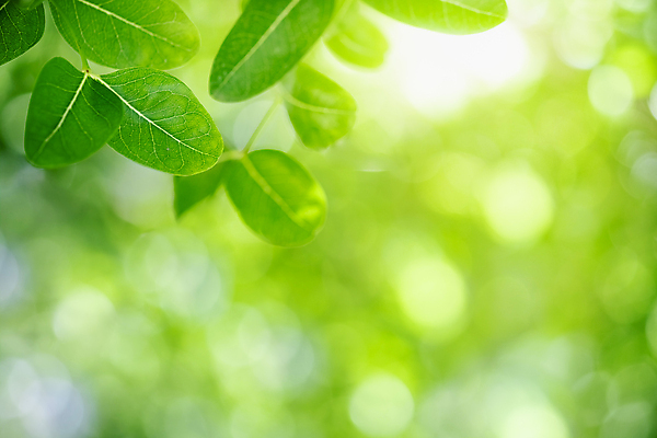 포토 JPG 해외이미지 나무 식물 계절 백그라운드 컨셉 잎 패턴 자연 벽지 추상 잔디 사람없음 초록색 여름 빛 컬러풀 햇빛 태양 뷰티 우주 환경 정원 맑음 봄 성장 신선 숲 질감 보케 부드러움 내추럴 블러 생태학 지구의날 카피스페이스 그리너리 효과 해외포토 자연요소 교육 기념일 컬러 무늬 날씨 공백 감각 생태계 파일형식 트랜드컬러 이미지허브