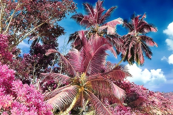 포토 JPG 해외이미지 구름 분홍색 하늘 사람없음 야외 야자수 세이셸 야자수잎 해외포토 자연요소 나무 컬러 잎 아프리카 파일형식 이미지허브