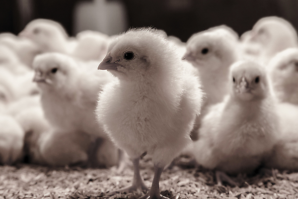 포토 JPG 해외이미지 동물 1 산업 음식 농업 날개 조류 새로움 실내 병아리 사람없음 내부 반려동물 농장 노란색 검은색 치킨 가축 흰색 아기 신생아 그룹 달콤 작음 깃털 부드러움 솜털 외양간 밭일 수유 인공 해외포토 컬러 컨셉 사람 감각 맛 크기 닭고기요리 파일형식 이미지허브
