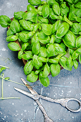 포토 JPG 해외이미지 식물 계절 음식 잎 채소 재료 탁자 건강 요리 사람없음 초록색 주방 이탈리아 활발 성장 신선 양념 조미료 맛 정상 자르기 지중해 허브 향신료 유기농 날것 향 바질 내추럴 바이오 숙성 해외포토 웰빙 유럽 바다 컬러 가구 컨셉 모션 향미료 파일형식 이미지허브