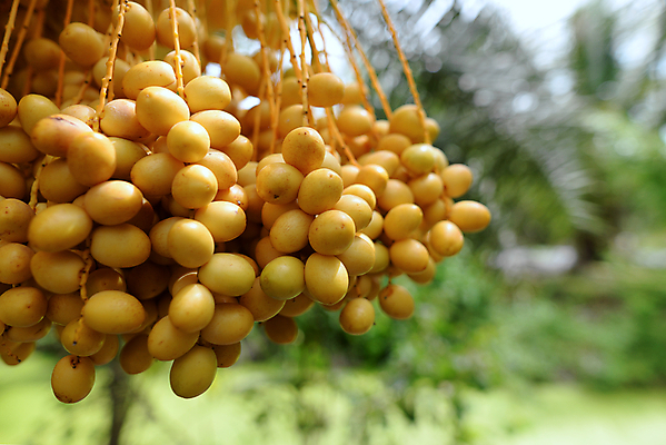 포토 JPG 해외이미지 나무 식물 계절 음식 백그라운드 농업 과일 자연 매달리기 건강 손바닥 사람없음 야외 컬러풀 농장 노란색 정원 사막 수확 나뭇가지 신선 달콤 다발 숙성 영원 이국적 해외포토 손 산업 컬러 모션 맛 생태계 파일형식 이미지허브