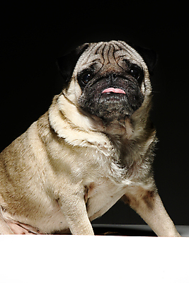 포토 JPG 해외이미지 동물 1 응시 얼굴 백그라운드 비즈니스 포유류 자연 앉기 사람없음 반려동물 흰색 입 개 강아지 작음 자르기 혀 호기심 사냥개 슛 송곳니 고립 기르기 심각 유래 치프 해외포토 시선 감정 컬러 컨셉 모션 신체부위 치아 크기 생태계 돌봄 파일형식 이미지허브