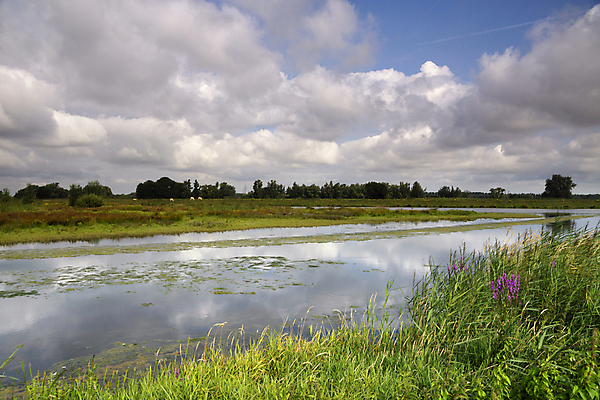 포토 JPG 해외이미지 식물 구름 공원 자연 하늘 갈대 풍경 사람없음 초록색 물 파란색 강 반사 평화 침묵 하이킹 굴 개울 네덜란드 운하 지역 전국 해외포토 자연요소 공공시설 유럽 컬러 컨셉 레저 어패류 소리 생태계 파일형식 이미지허브
