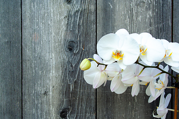 포토 JPG 해외이미지 식물 디자인 꽃잎 꽃 줄기 백그라운드 꽃무늬 자연 사랑 사람없음 목재 장식 뷰티 노란색 정원 화목 봄 우정 벚꽃 흰색 나뭇가지 신선 난초 재산 우아함 닫기 호접란 이국적 카피스페이스 해외포토 나무 계절 감정 컬러 컨셉 무늬 재료 모션 금융 친구 공백 생태계 파일형식 이미지허브