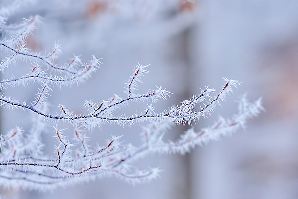 포토 JPG 해외이미지 나무 계절 길 백그라운드 잎 크리스마스 겨울 자연 동화 날씨 경사 사람없음 빛 컬러풀 햇빛 뷰티 냉동 얼음 추위 흰색 나뭇가지 눈송이 숲 시원함 크리스탈 심볼 질감 서리 장면 온도 내추럴 제설기 해외포토 자연요소 식물 기념일 컬러 눈_날씨 태양 광석 생태계 제설 파일형식 이미지허브