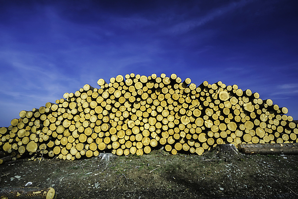 포토 JPG 해외이미지 나무 식물 산업 백그라운드 농업 부분 자연 하늘 풍경 사람없음 야외 목재 가로 파란색 갈색 쌓기 환경 맑음 에너지 시골 숲 장작 자르기 질감 날것 통나무 나무껍질 연료 잡동사니 내추럴 거짓말 땅바닥 벌목 삼림지대 생태학 수목 가문비나무 해외포토 교육 컬러 재료 모션 날씨 바닥 껍질 생태계 파일형식 이미지허브