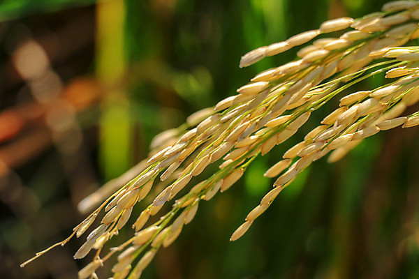 포토 JPG 해외이미지 식물 꽃 음식 백그라운드 잎 패턴 농업 자연 밥 건강 씨앗 풍경 사람없음 초록색 여름 농작물 농장 노란색 수확 성장 바위 못 개화 황금 낟알 시리얼 유기농 날것 귀 꽃가루 지하 내추럴 논밭 숙성 종유석 세련 해외포토 웰빙 계절 산업 컬러 무늬 밭 논 신체부위 돌_바위 공구 가루 생태계 파일형식 이미지허브
