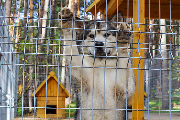 포토 JPG 해외이미지 동물 응시 얼굴 포유류 발 친절 주택 털 자물쇠 종류 경비 사람없음 울타리 반려동물 농장 머리 힘 바 기다림 양치기 개 큼 학대 호기심 보안 새장 송곳니 기르기 입양 혼자 동정 해외포토 직업 시선 감정 컨셉 농업 모션 안전 건물 신체부위 담장 치아 보호 크기 사회이슈 돌봄 케이지 파일형식 이미지허브