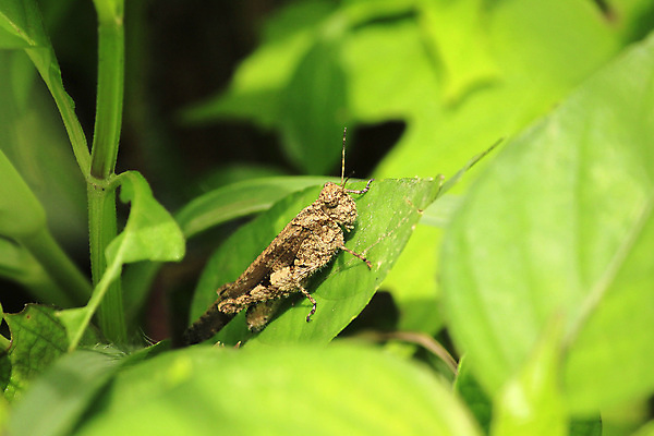포토 JPG 해외이미지 동물 야생동물 곤충 백그라운드 컨셉 잎 절지류 날개 자연 노동자 아이디어 안테나 사람없음 목재 옆모습 초록색 여름 세트 갈색 검은색 어둠 흰색 나뭇가지 업무 벌레 작음 큼 벌 수집 딱정벌레 무당벌레 거미 개미 촉수 메뚜기 내추럴 블러 해외포토 나무 식물 직업 계절 뷰포인트 컬러 재료 통신 작업 크기 생태계 파일형식 이미지허브