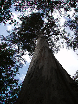 포토 JPG 해외이미지 나무 식물 잎 종류 사람없음 목재 다양 덮개 티켓 숲 삼림지대 해외포토 다수 재료 뚜껑 파일형식 이미지허브