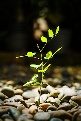 포토 JPG 해외이미지 식물 컨셉 비즈니스 자연 성공 사람없음 새싹 성장 개발 해외포토 생태계 파일형식 이미지허브