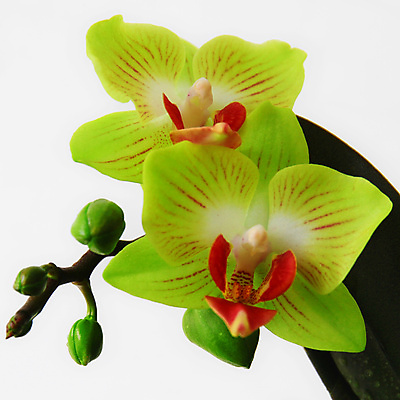 포토 JPG 해외이미지 식물 디자인 꽃잎 꽃 줄기 분홍색 백그라운드 잎 꽃무늬 자연 선물 사람없음 장식 초록색 뷰티 보라색 검은색 벚꽃 흰색 나뭇가지 신선 개화 난초 우아함 닫기 제비꽃 호접란 강렬 고립 이국적 해외포토 나무 컬러 컨셉 무늬 모션 생태계 파일형식 이미지허브