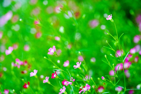 포토 JPG 해외이미지 식물 계절 꽃 별 분홍색 백그라운드 꽃무늬 밭 요정 종류 씨앗 사람없음 장미 정원 축제 봄 놀이방 벚꽃 아기 눈송이 개화 냄비 플라밍고 지역 영원 해외포토 자연요소 컬러 무늬 농업 조류 눈_날씨 사람 솥 파일형식 이미지허브