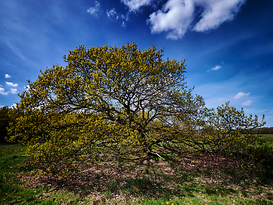 포토 JPG 해외이미지 나무 백그라운드 밭 자연 하늘 안테나 덴마크 서기 풍경 사람없음 초록색 여름 파란색 바위 흰색 시골 무덤 역사 묘사 언덕 청동 북쪽 고고학 옛날 장례식 해외포토 식물 계절 교육 컬러 농업 통신 모션 북유럽 돌_바위 방향 생태계 파일형식 이미지허브