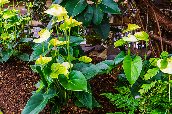 포토 JPG 해외이미지 식물 꽃 화초 백그라운드 자연 주택 종류 사람없음 장식 노란색 평화 정원 미국 벚꽃 흰색 개화 원예 돛 상록수 영원 이국적 인기 세련 해외포토 컬러 컨셉 북아메리카 취미 건물 생태계 파일형식 이미지허브